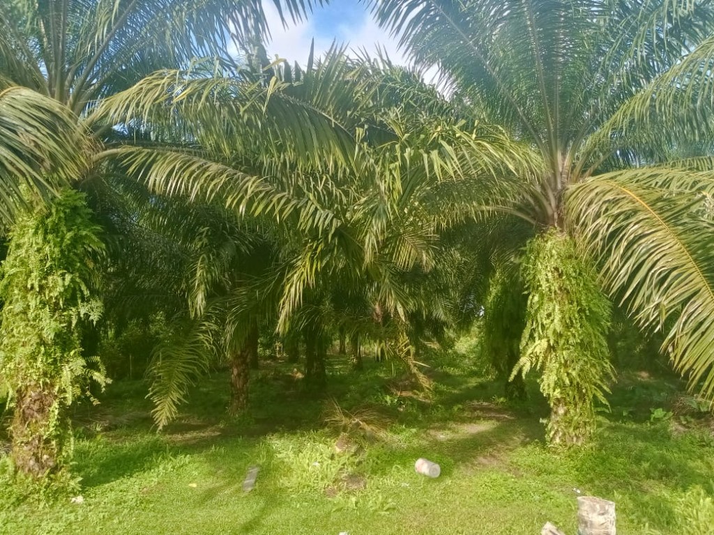 Lahan Sawit Desa Suak Manang